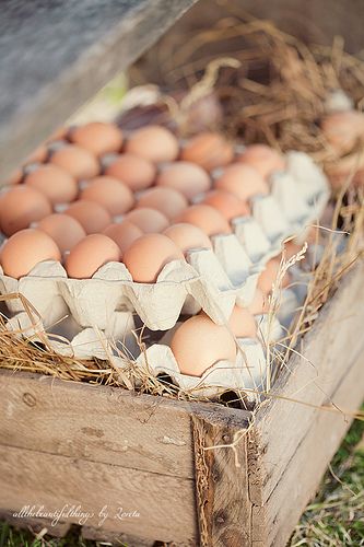 Huevos de Campo