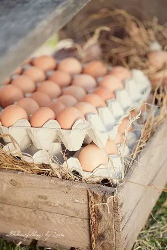Huevos de Campo