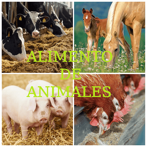 ALIMENTO DE ANIMALES