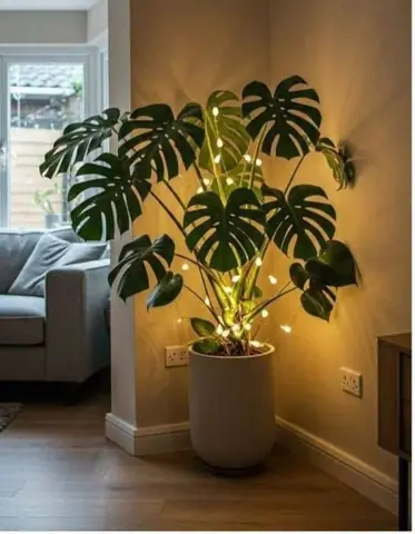 990095 - PLANTA  MEDIANA