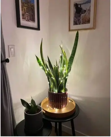 990096 - PLANTA GRANDE