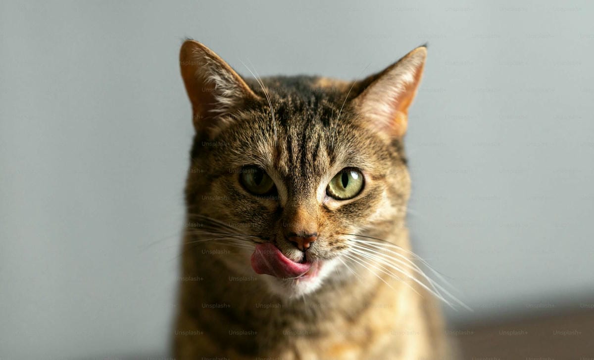 Gatos