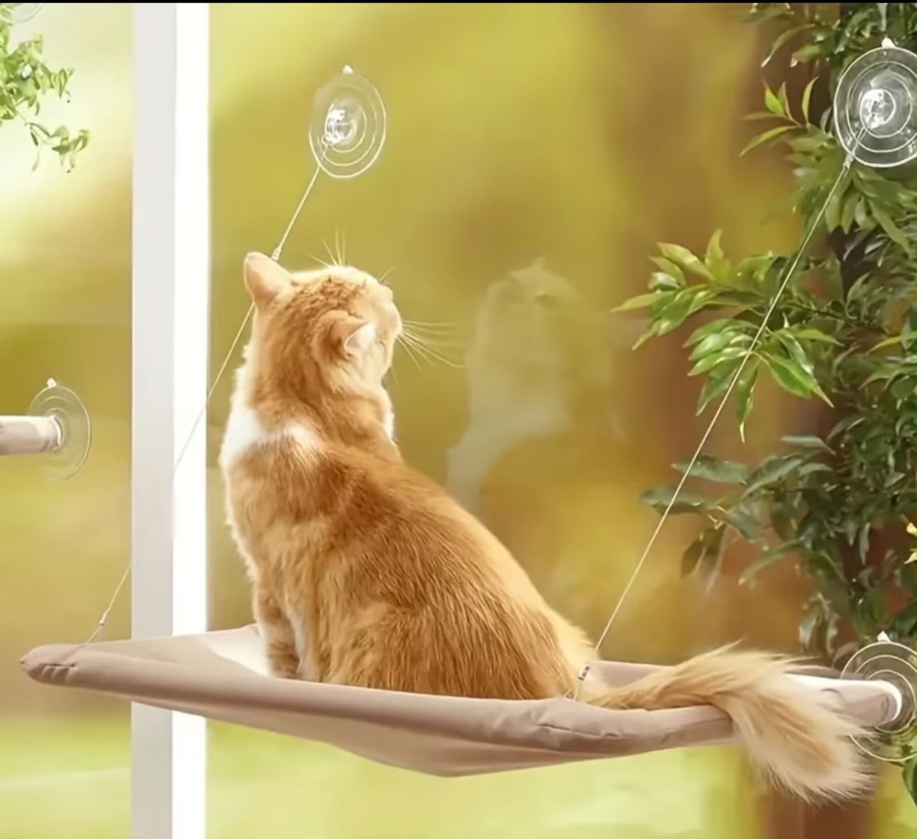 Hamaca para gato