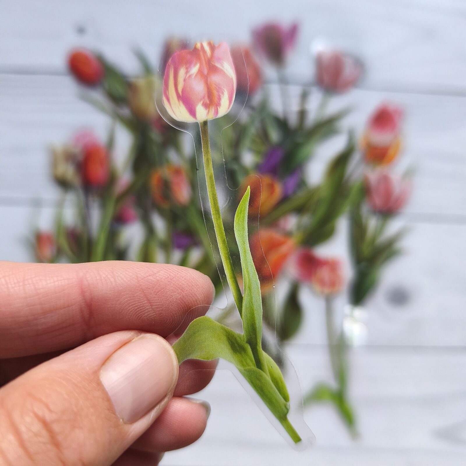 Stickers pet Tulipanes