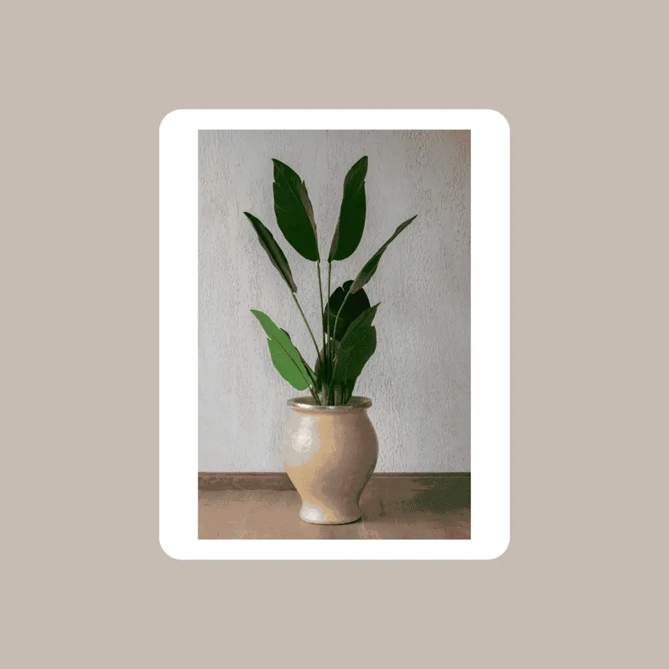 Planta Palma