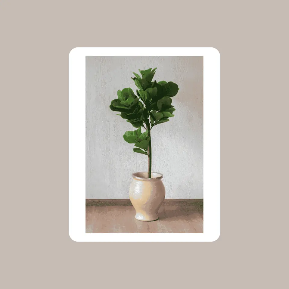 Planta Ficus