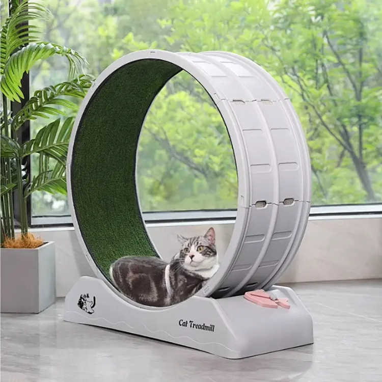 Rueda caminadora de ejercicio para gatos