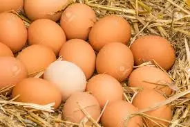 Huevos de granja Free Range