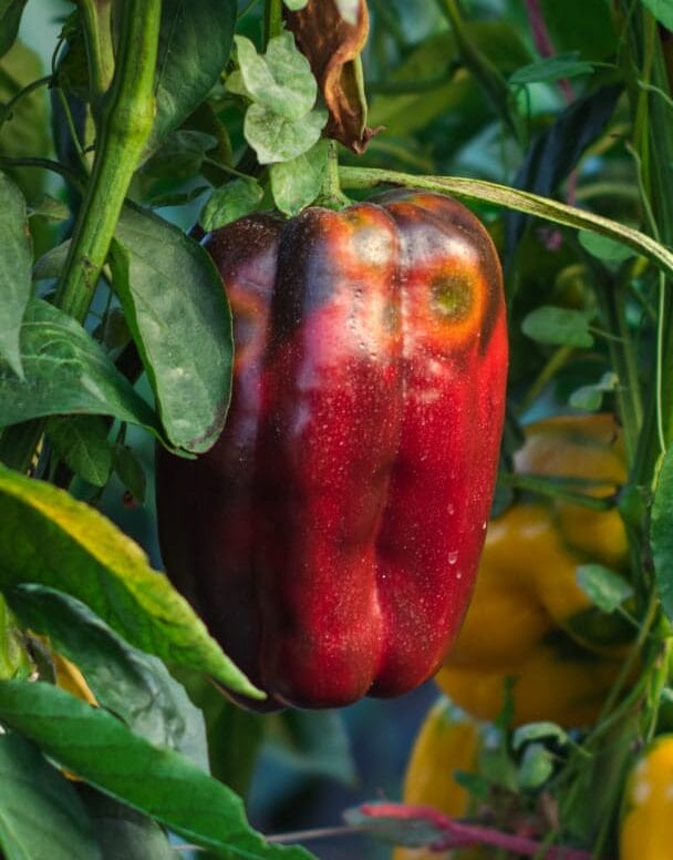 MORRON ROJO