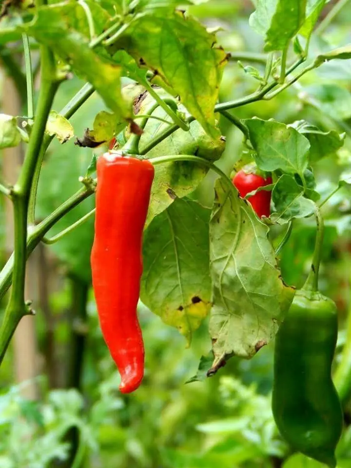 Aji picante 250 gramos