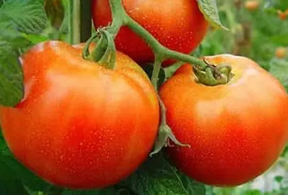 TOMATE AMERICANO