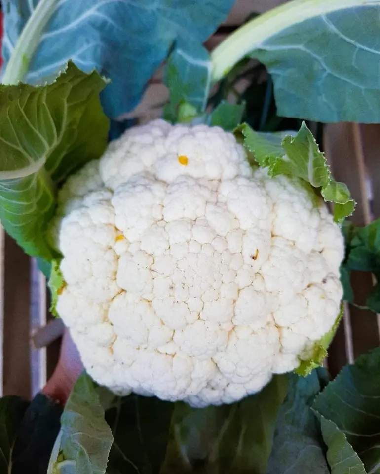 Coliflor por kg