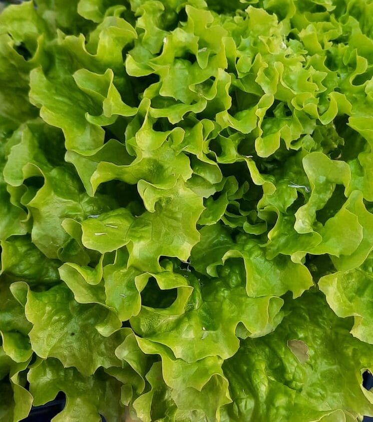 LECHUGA