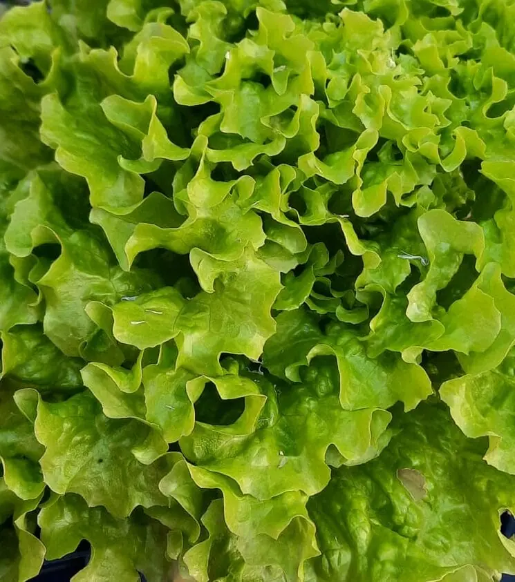 LECHUGA