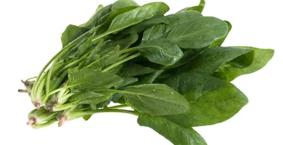Espinaca