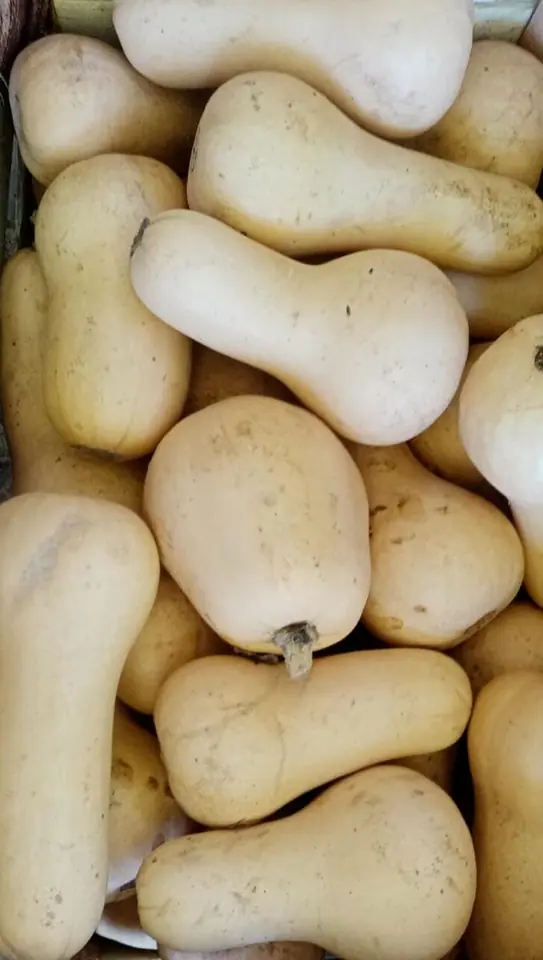 ZAPALLO CALABACIN