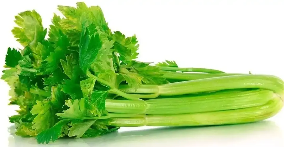 Apio Planta