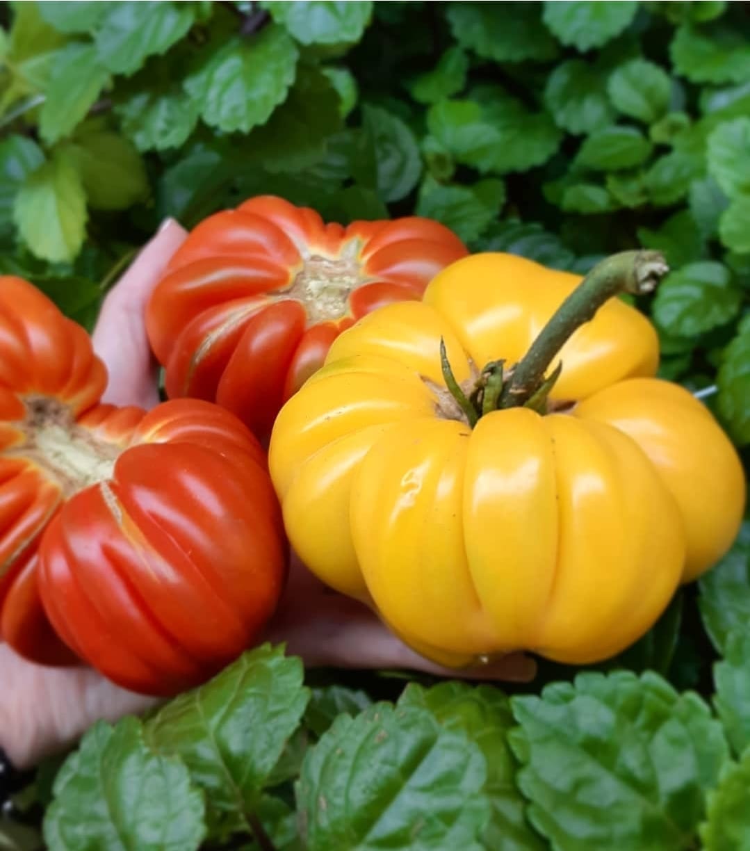 TOMATE ANTIGUO