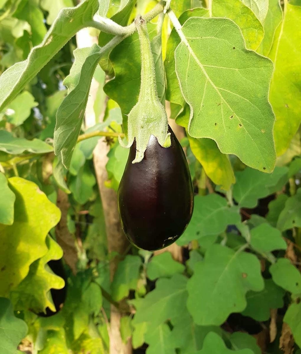 Berenjena