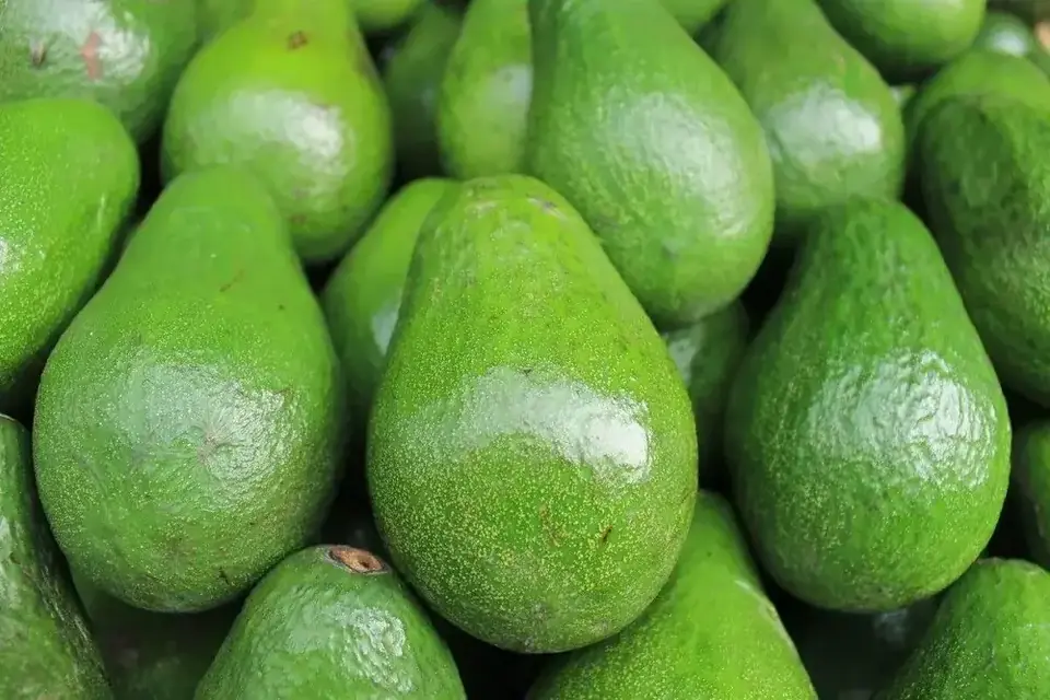 PALTA NACIONAL grande
