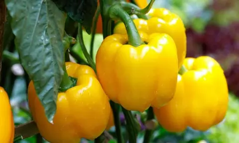 MORRON AMARILLO