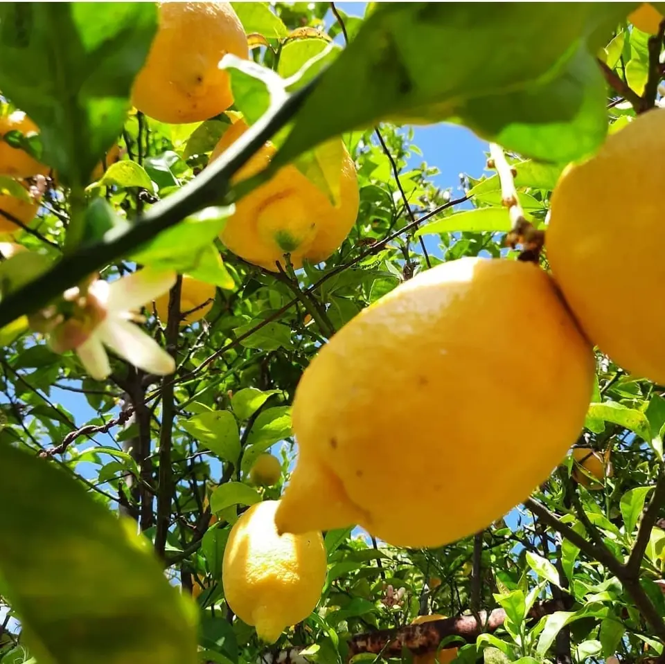 LIMON