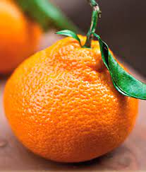BERGAMOTA