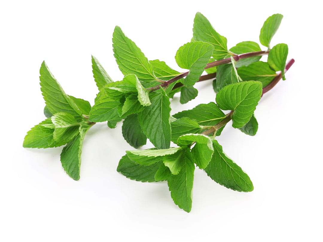 MENTA
