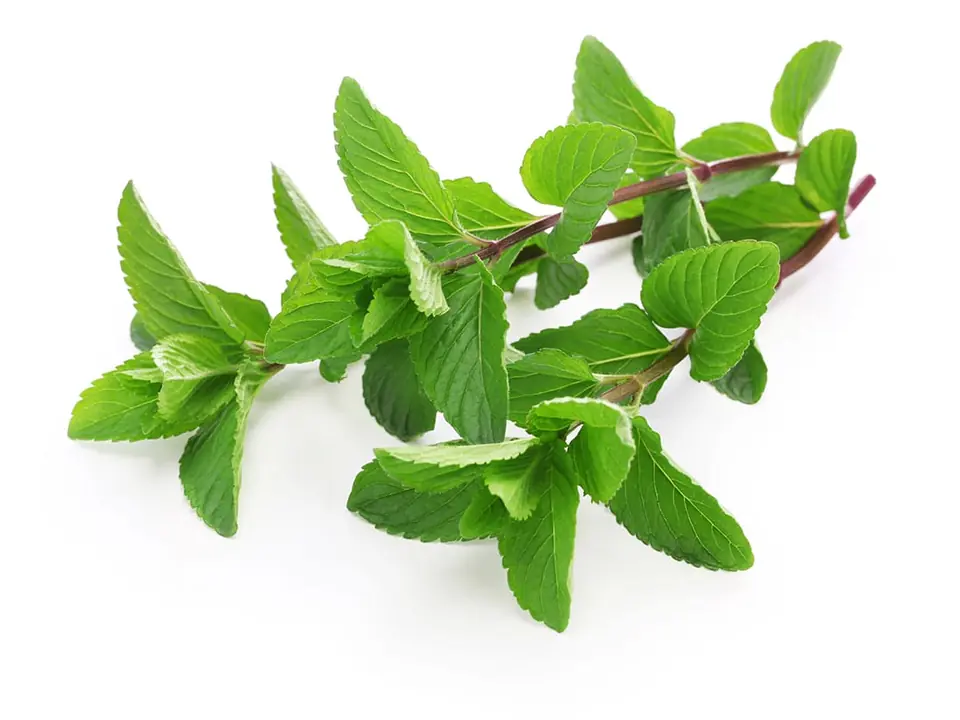MENTA