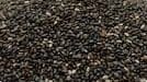 Semillas de chia