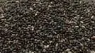 Semillas de chia