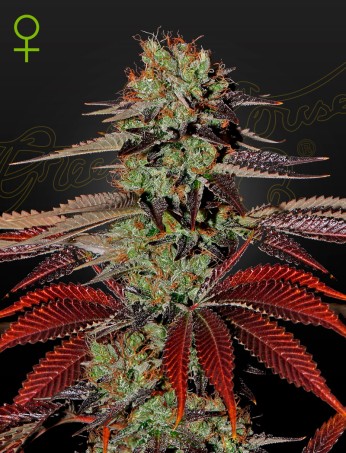 FERTILIZANTES