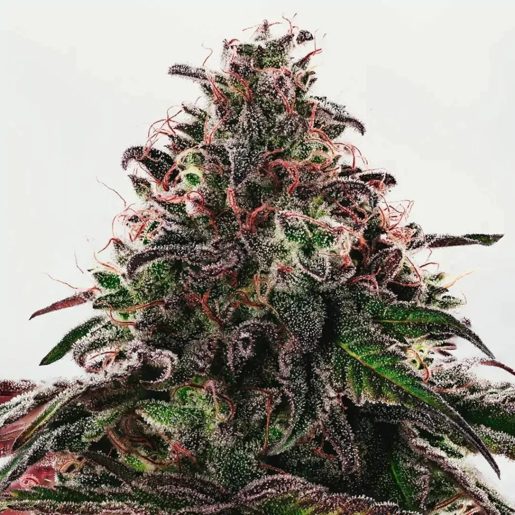 PHANTOM ICE Mamua Seeds x4