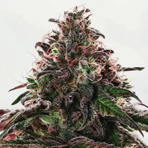 PHANTOM ICE Mamua Seeds x4