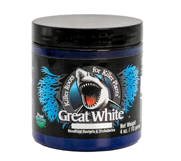 Great White 907gr Plant Success