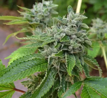 Og 324 Foto x5 Silver River Seeds